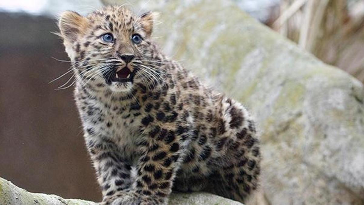 ABD'de 3 kar leoparı koronavirüsten öldü
