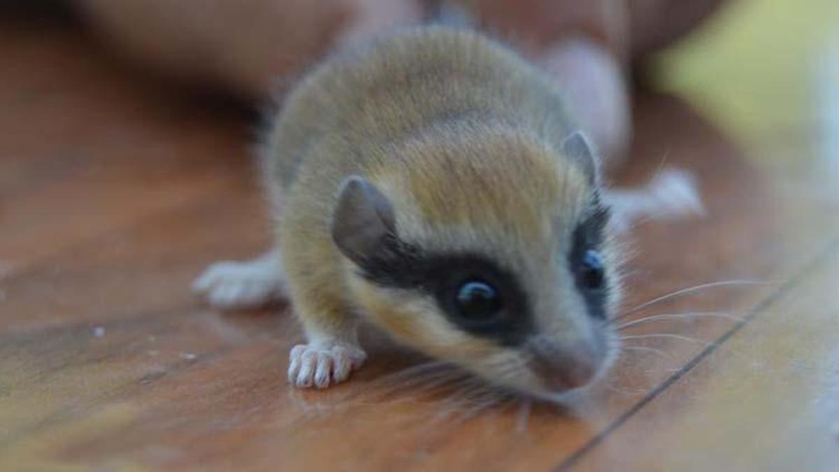 Hamster ne yer, ne ile beslenir? Hamsterlar en çok neyi sever?