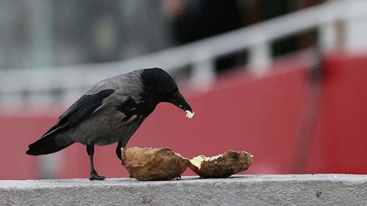 Karıncalar ne yer, ne ile beslenir? Karıncalar en çok neyi sever?