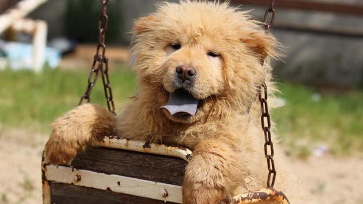 Köpekler ne yer, ne ile beslenir? Köpekler en çok neyi sever?