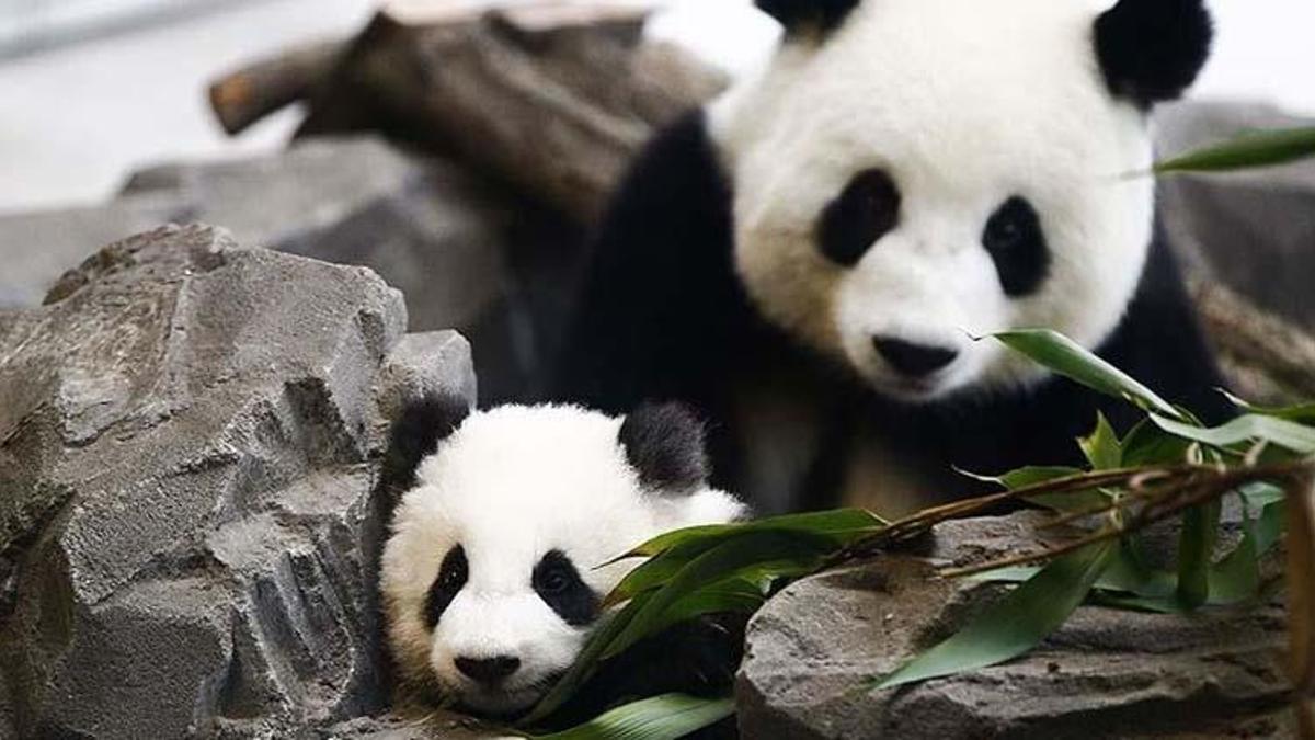 Panda ne yer, ne ile beslenir? Pandalar en çok neyi sever?