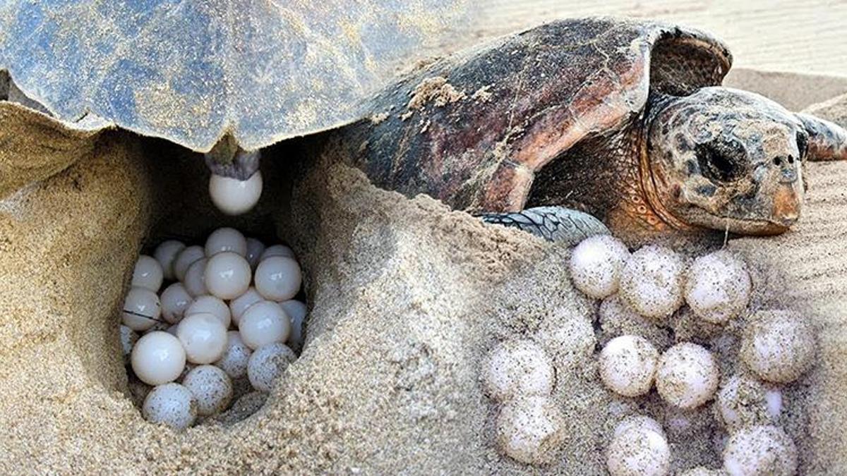 Endişelendiren açıklama! 'Caretta carettalar, sıcaklık 1 derece artarsa dünyaya dişi gelecek'