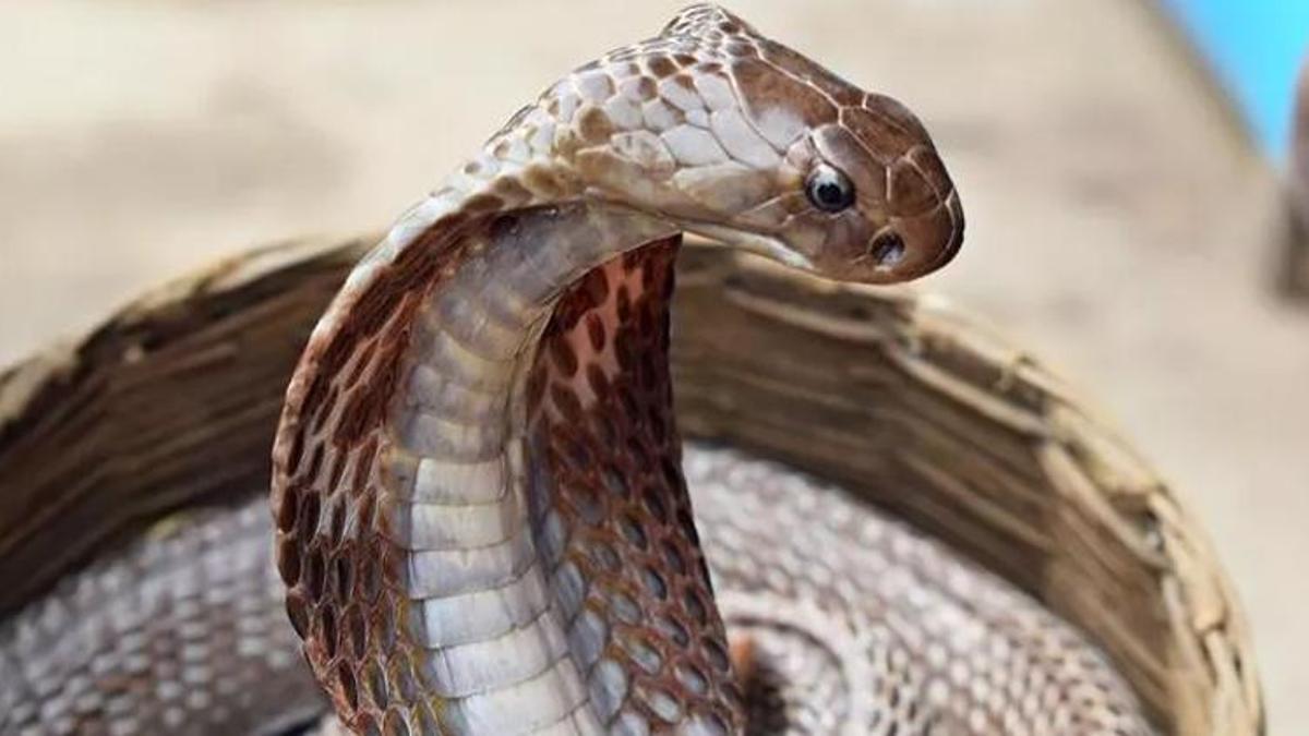 Karısını öldürmek için yılan kiraladı! Akılalmaz olay