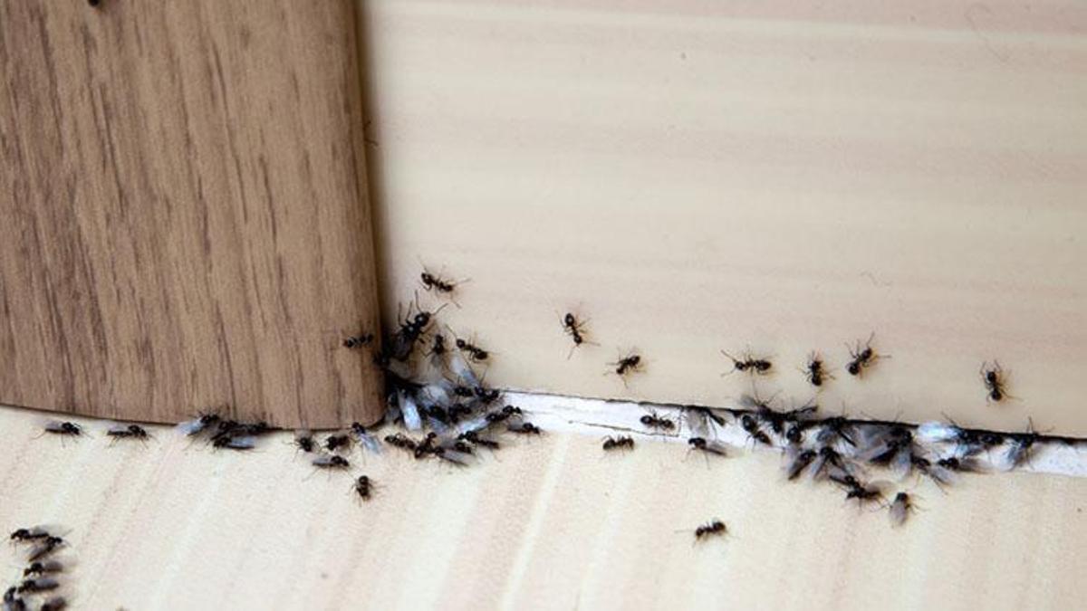 Rüyada böcek görmek ne anlama gelir? Rüyadaki küçük böcekler nasıl yorumlanır?