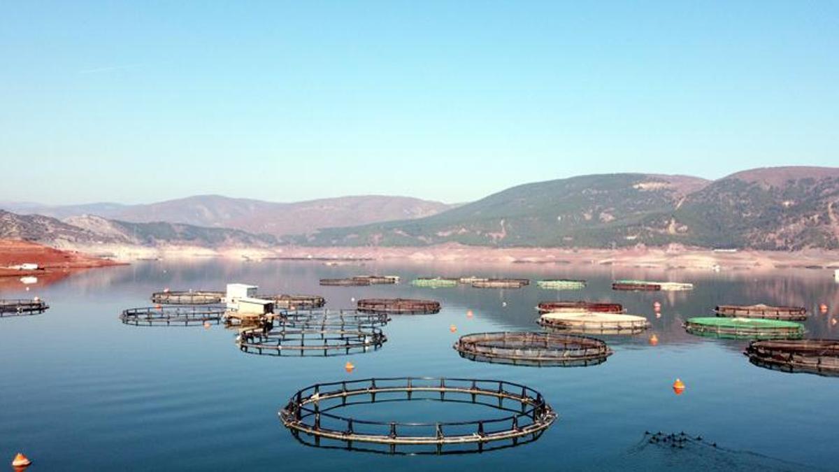 Almus'ta yılda 6 bin 660 ton alabalık ve somon üretimi