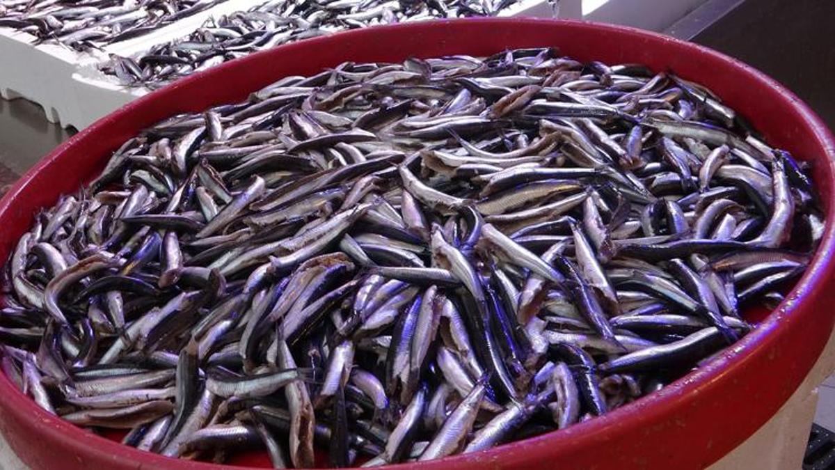 Tezgahlar doldu taştı! Kilosu 10 lira