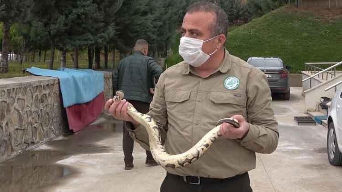 Evde beslediği pitonu TikTok'tan paylaştı! Yılana el konuldu