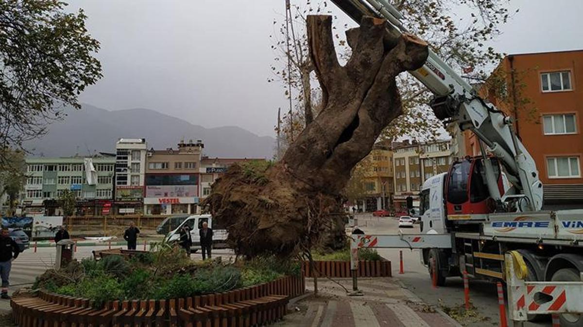 Bursa’da şiddetli lodos 270 yıllık çınar ağacını devirdi