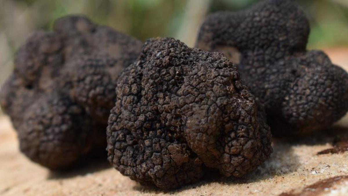 İklim krizine 'trüf' çözümü! Küresel ısınmaya karşı mücadelede kullanılacak
