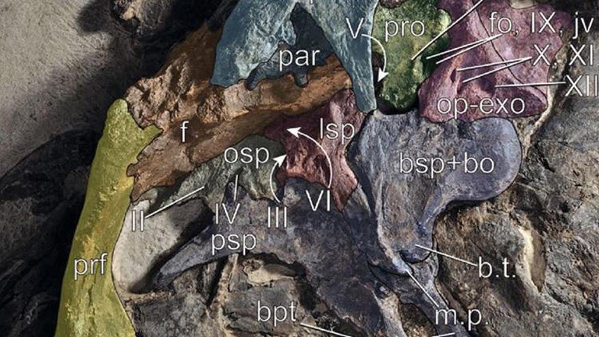 İtalya’da dinozor sürüsü kalıntıları keşfedildi