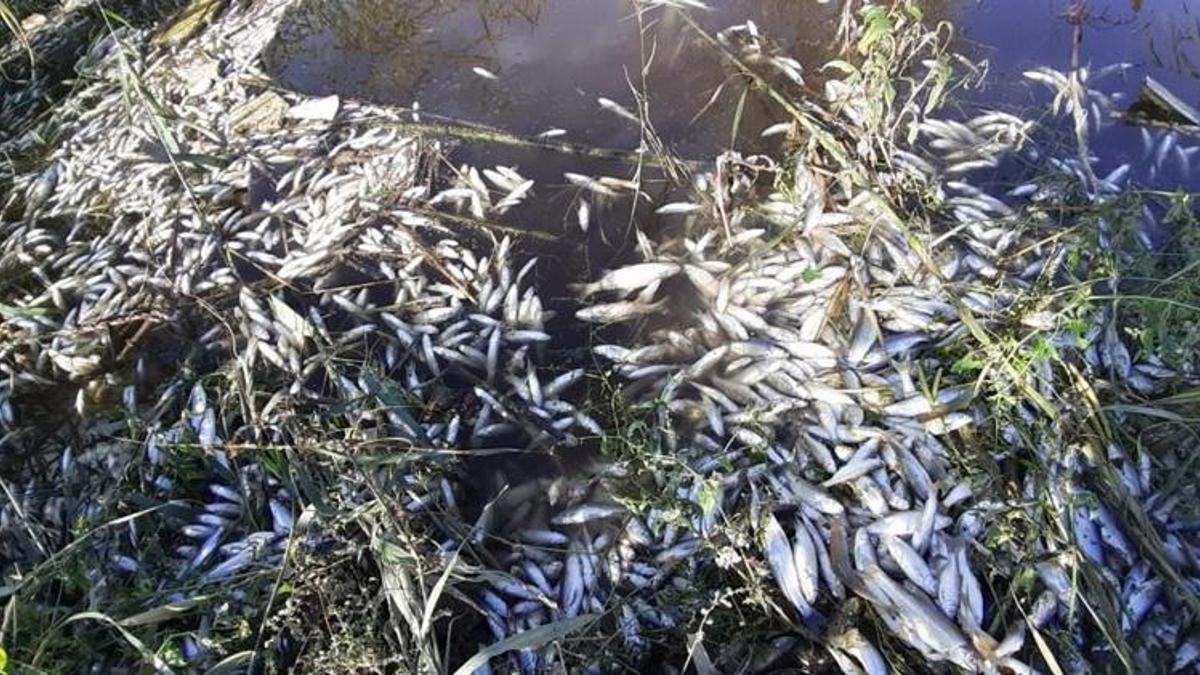 Menderes Nehri'nde korkutan görüntü! Eko sistem çökebilir!