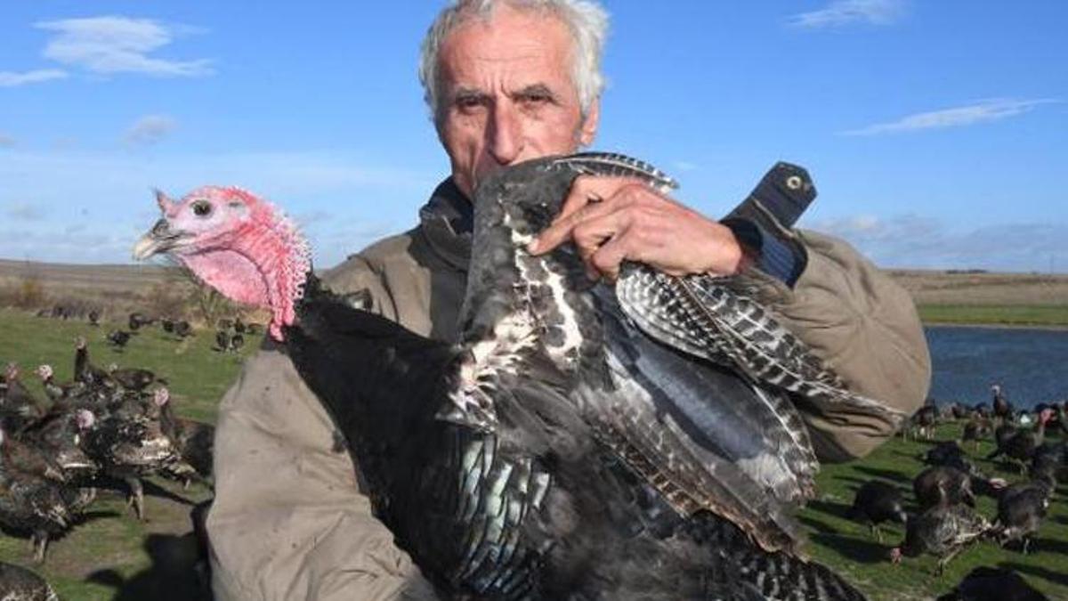 Yılbaşı hindisinin fiyatı belli oldu!