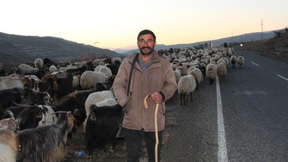 10 bin lira maaşla çalıştıracak çoban bulamıyorlar