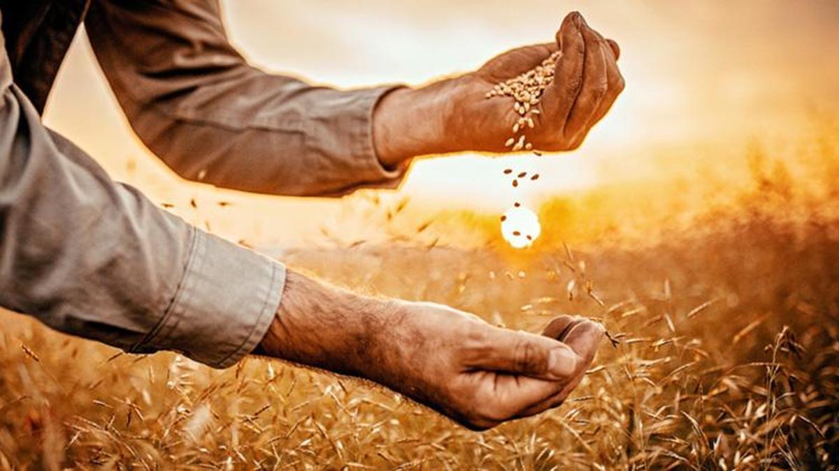 Tarım ve Orman Bakanlığı duyurdu! Bitkisel üretime destekleme ödemesi yapılmasına dair tebliğ Resmi Gazete’de!