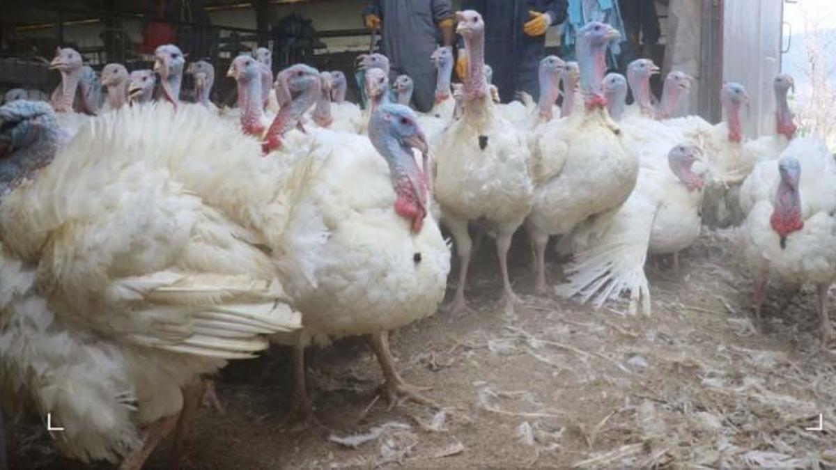 Hindi fiyatları ne kadar oldu, hindi satışı başladı mı? Yılbaşı hindi fiyatları 2021 merak ediliyor!