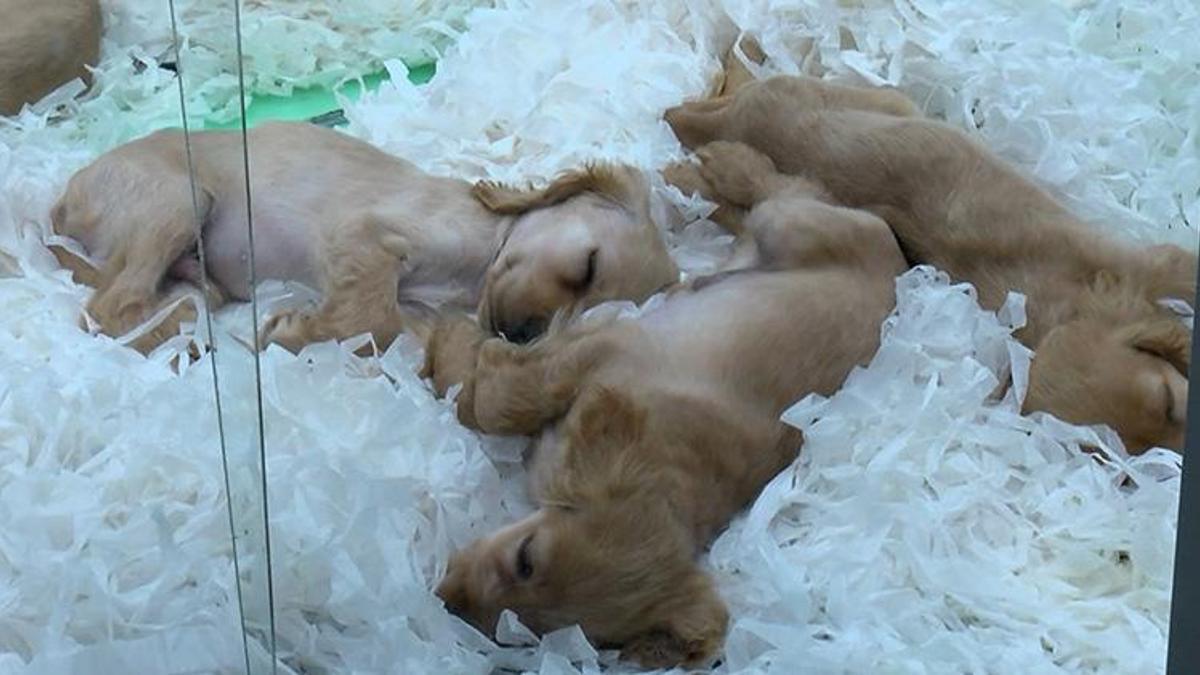 Pet shoplarda hayvan satışı 7 ay sonra sona erecek