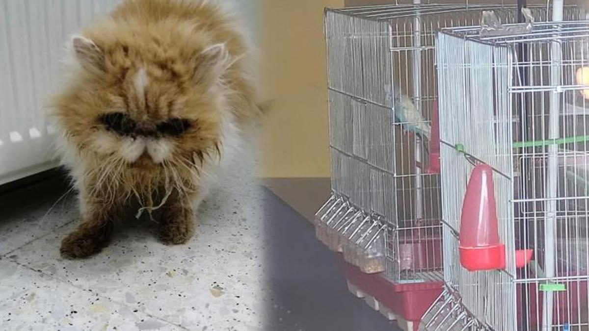 Şehir dışına çıktı, pet shopta günlerce aç ve susuz kaldılar! İş yeri sahibine para cezası