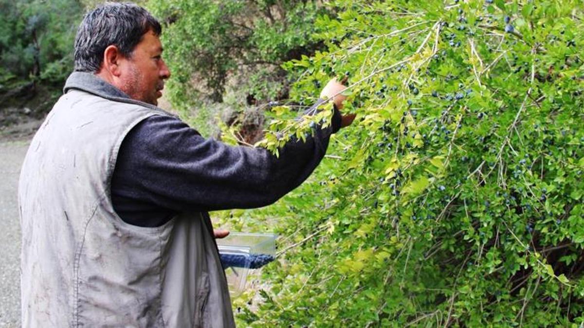 Tabiattaki binlerce yıllık şifa iksirleri! Lezzetli ve sağlıklı