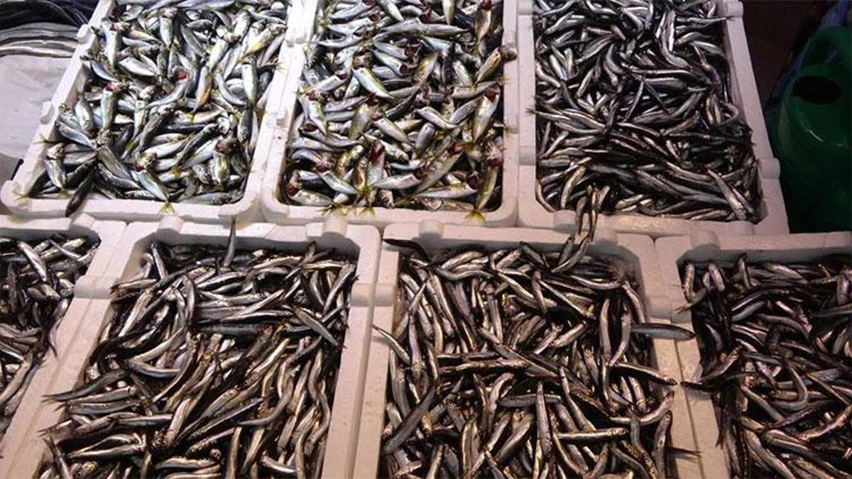 Hamsinin fiyatı resmen rekor kırdı! Böylesi görülmedi, kilosu 60 liraya çıktı