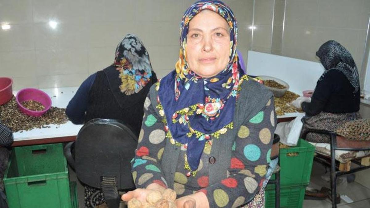 İki çuval cevizle başladı! Ceviz patroniçesi oldu