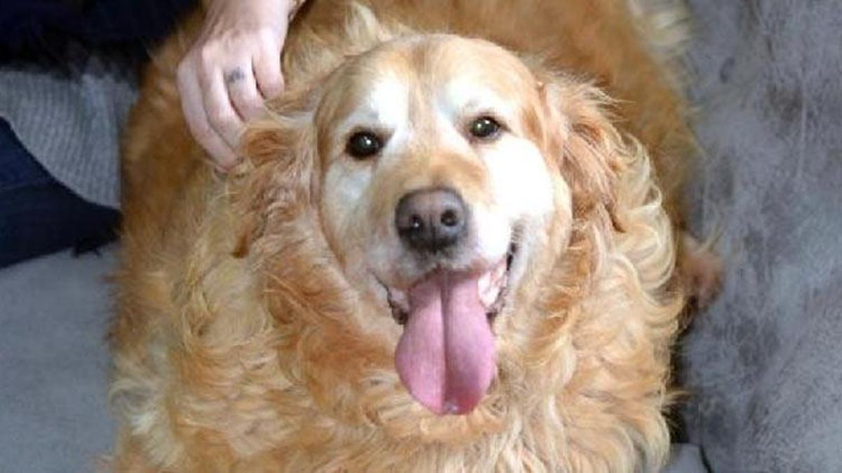 Obez köpek Paşa, 30 kilo verdi