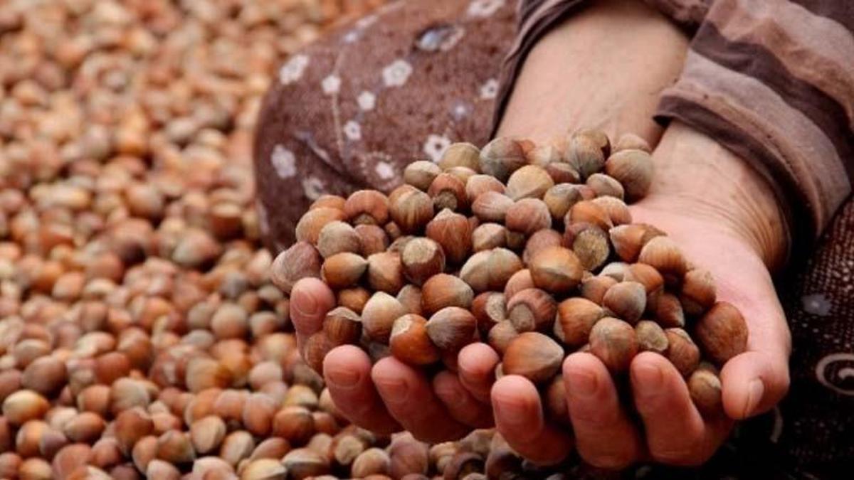 Fındık fiyatları bugün ne kadar? Güncel fındık fiyatları 2021!