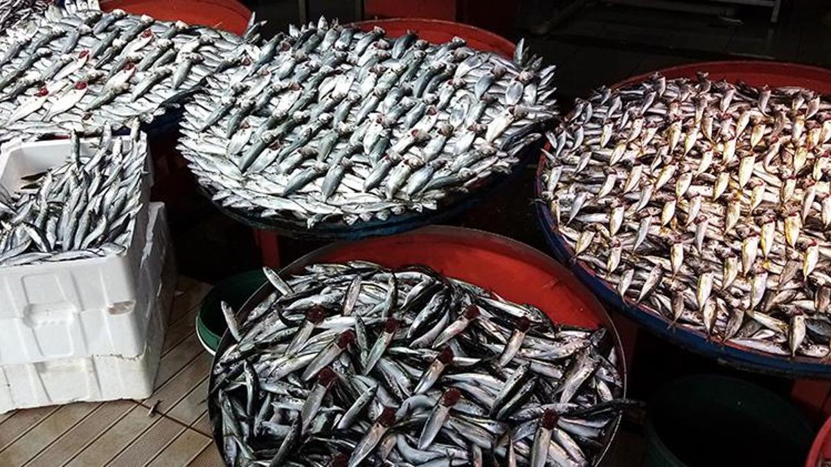 Lodos esti, Marmara ve Ege'de balık tezgahları şenlendi!