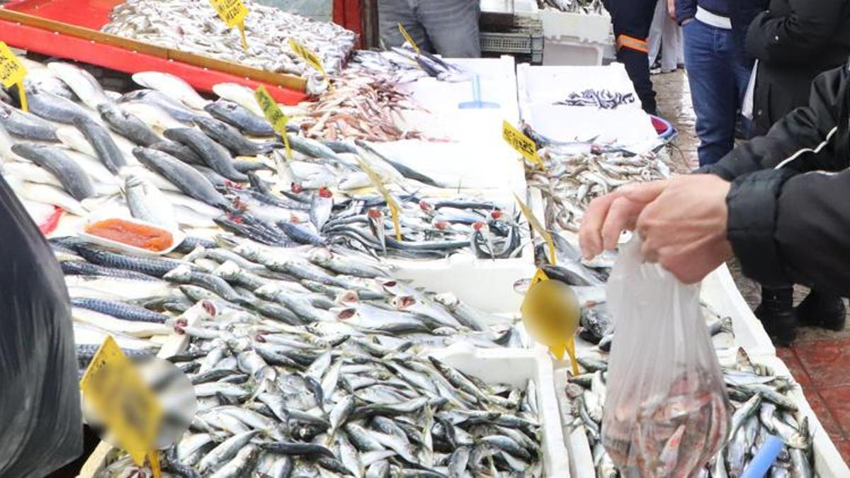 Hamsi, mezgit, barbun, istavrit fiyatları ucuzladı!