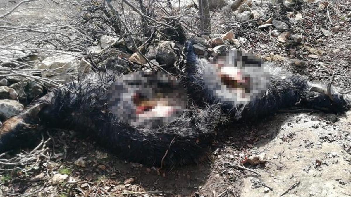 Ağıla giren kurt, 6 keçiyi parçaladı