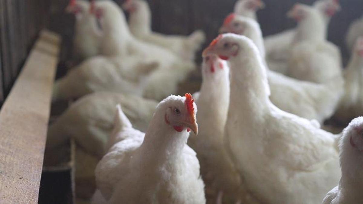 Kuş gribi paniği: 39 bin tavuk itlaf edilecek