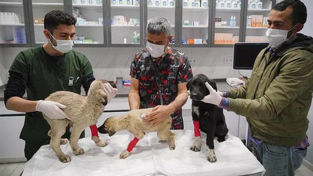 Can çekişirken bulunan yavru köpekler için parazit zehirlenmesi teşhisi