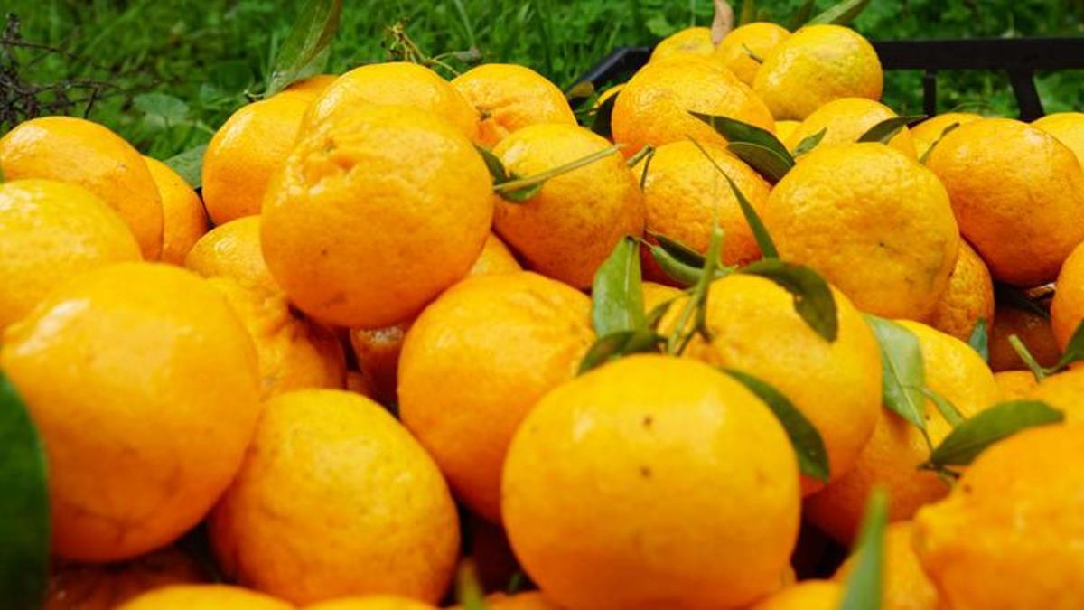 Mandalina fiyatları tavan yaptı! Tarlada 1.8 lira, markette 24 lira...