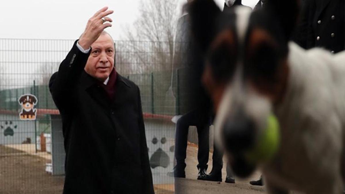 Cumhurbaşkanı Erdoğan, Maylo'yu sahiplenecek!
