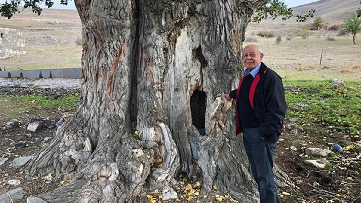 Kayseri'de 300 yıllık Akkavak Ağacı bulundu! Resmen harekete geçildi