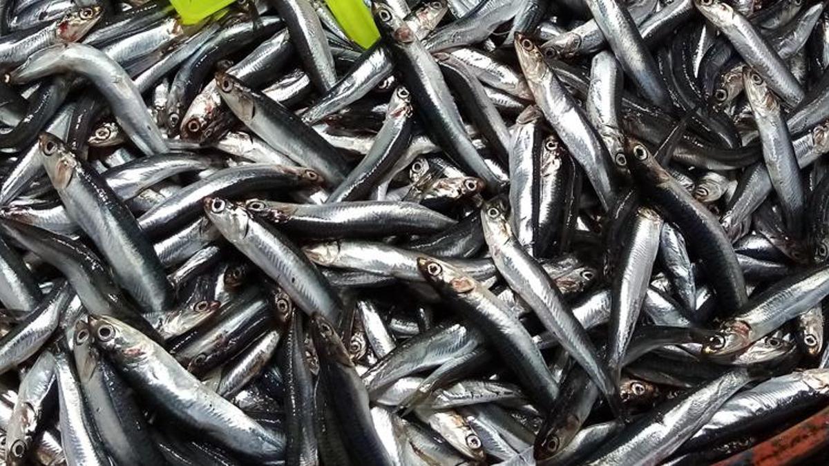 Balık fiyatları artışa geçti! Kilosu 70 TL'ye çıktı