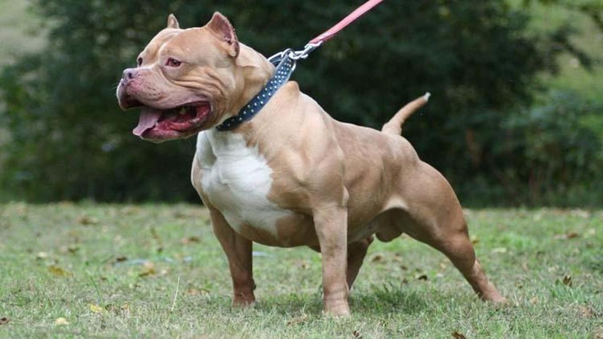 Yasaklı ırk köpekleri hangileri, yasaklı ırk kaydı nasıl yapılır? 14 Ocak köpek yasağı!