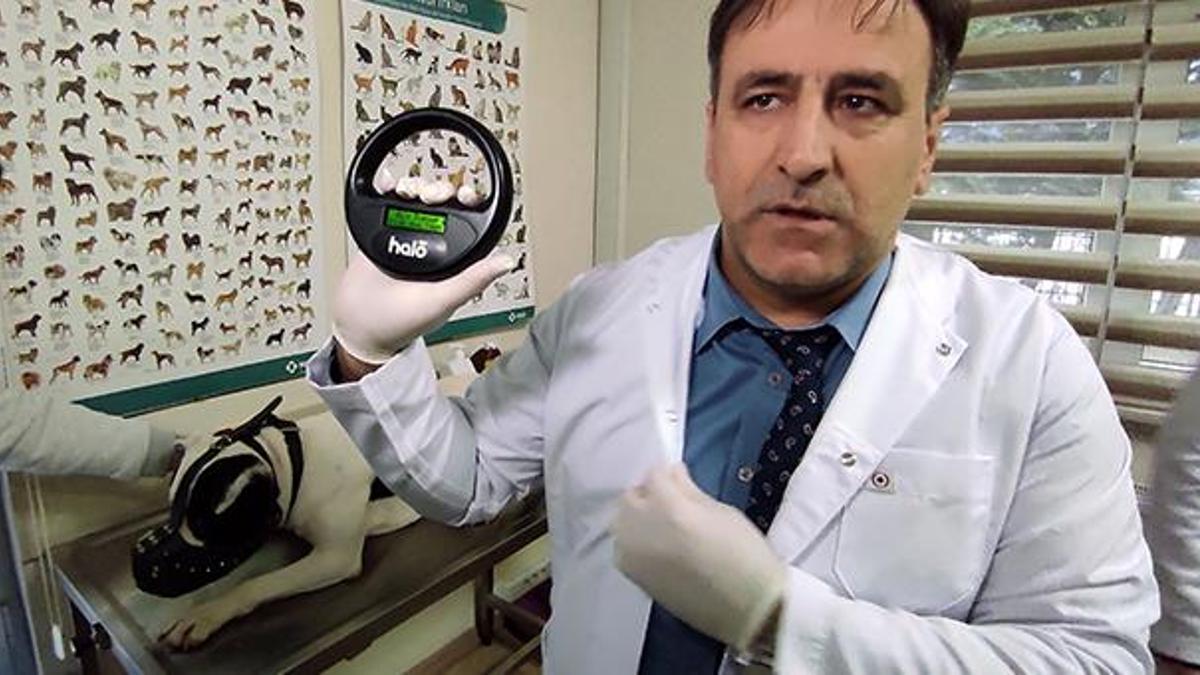 Tehlike arz eden 6 köpek ırkının kayıt alınmasında süre bitiyor! 15 bin lira para cezası var
