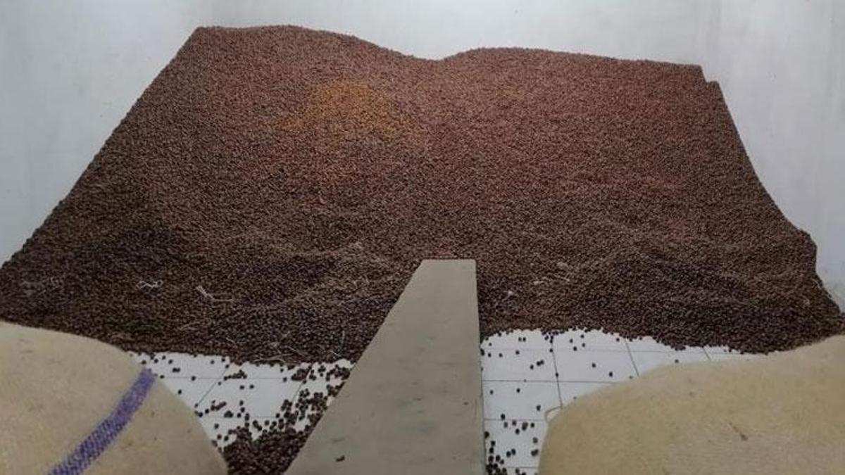 Fındık fiyatı haftayı 35 liradan kapatıyor