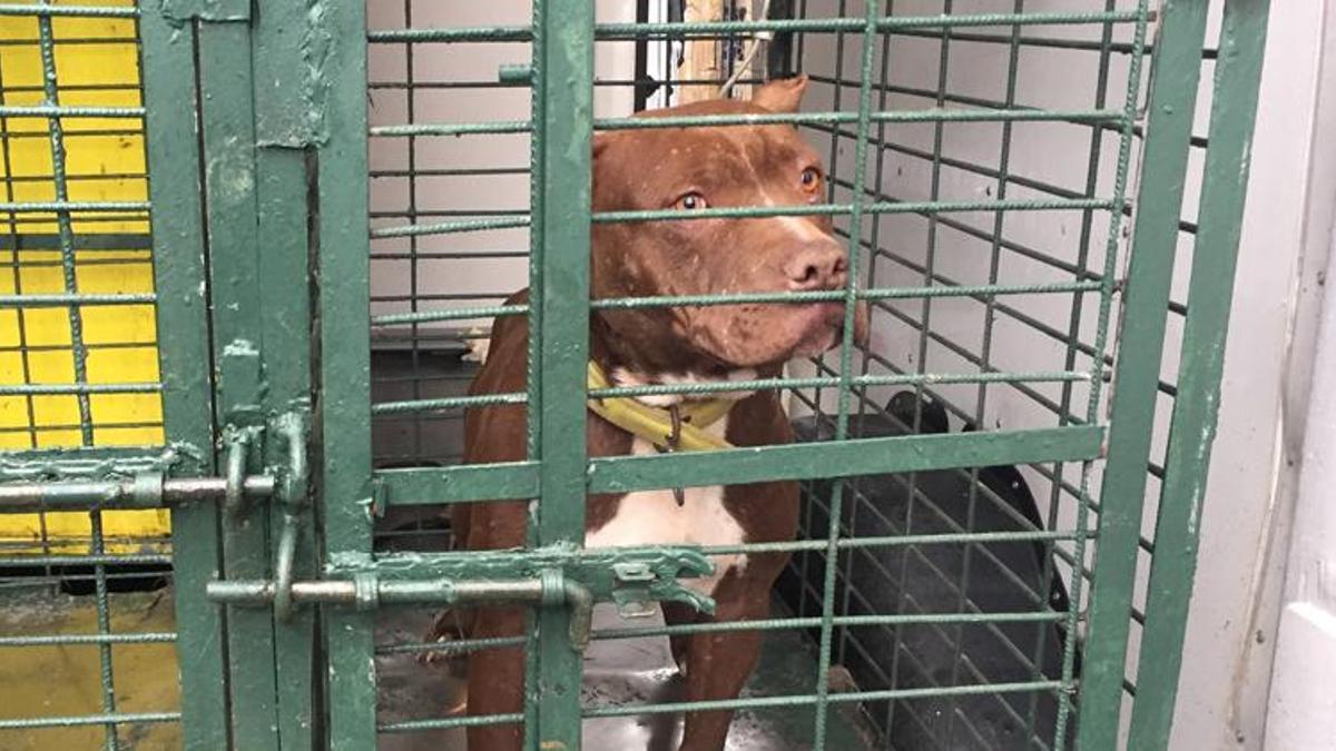 Tehlike arz eden köpek ırklarıyla ilgili flaş açıklama! Bakanlık duyurdu