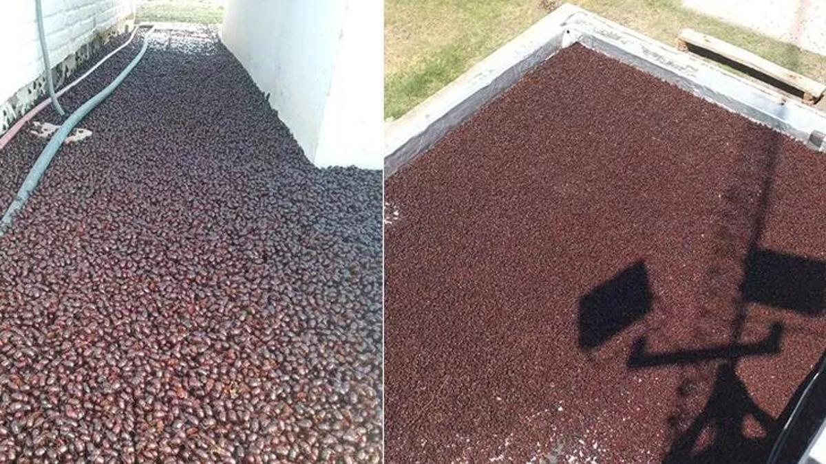 Ülkede 'gergedan böceği' panik! Binlerce var, 4 kenti istila ettiler!
