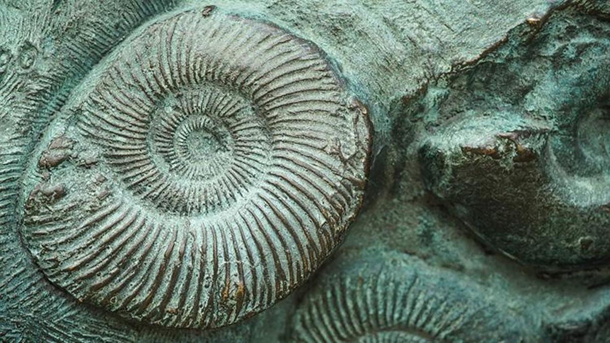 Dünyada insan kaynaklı 6’ncı kitlesel nesil tükenme krizi yaşanıyor