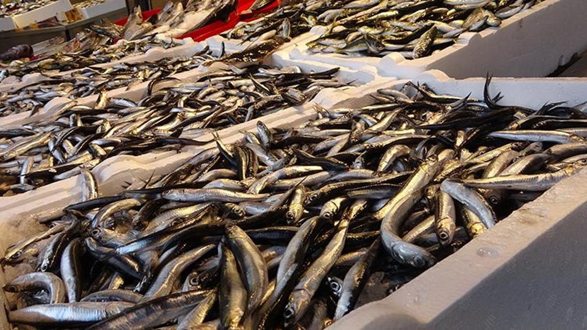 Hamsi fiyatlarında büyük düşüş! 20 gün sürecek! Kilosu 80TL'ye satılıyordu, şimdi ise...