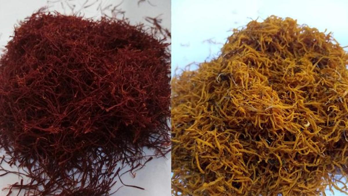 Bir dönümden en fazla 1 kilo çıkıyor, kilosu 90 bin lira...