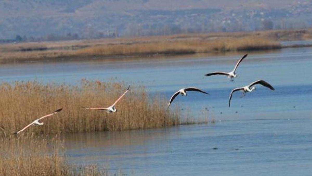 3 gölde, 33 türden 22 bin kuş tespit edildi