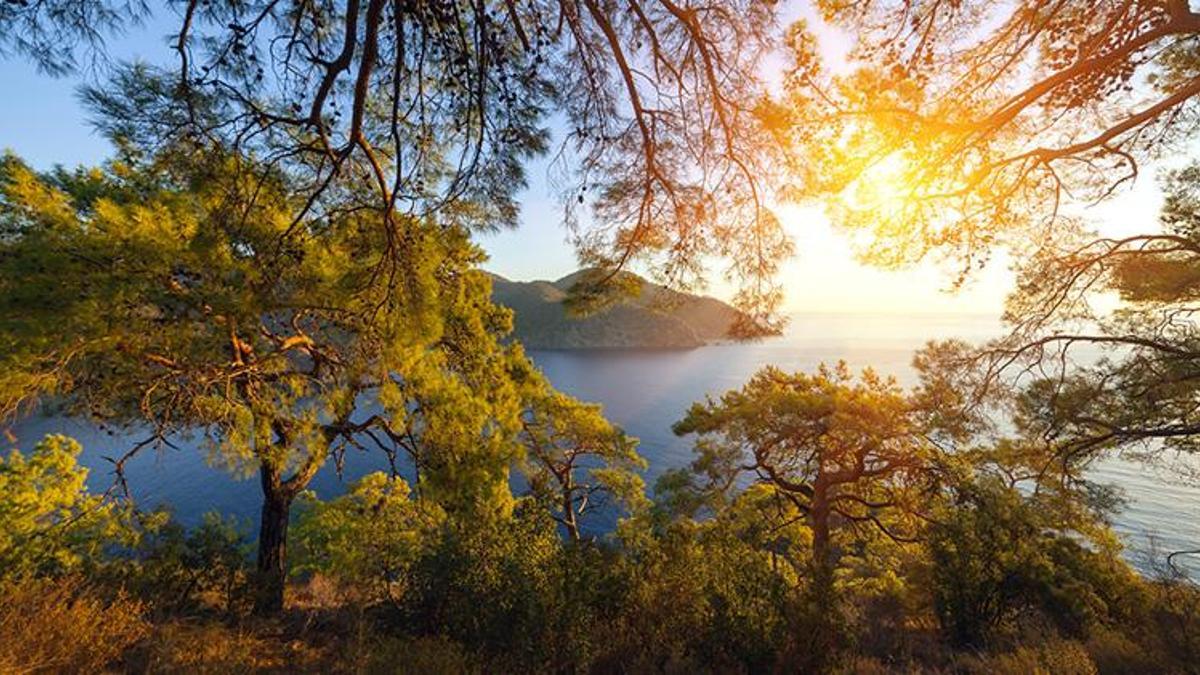 Fiyatlar yüzde 300 arttı! Alan kazandı, 8 bin lira...