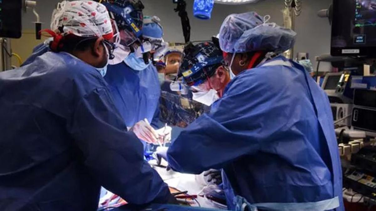 Domuzdan insana kalp naklinde şoke eden detay!