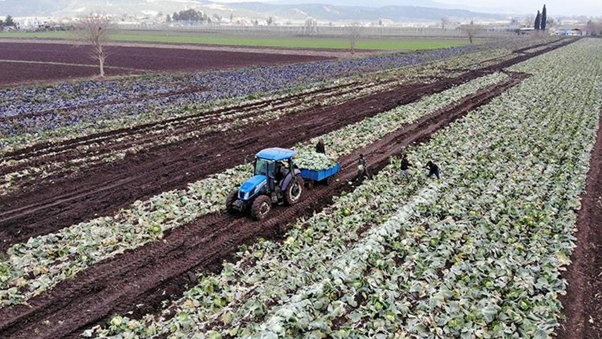Fiyatları 5 lira ile 10 lira arasında değişiyor! Boyutuna göre ayırılıyor, talep yoğun...