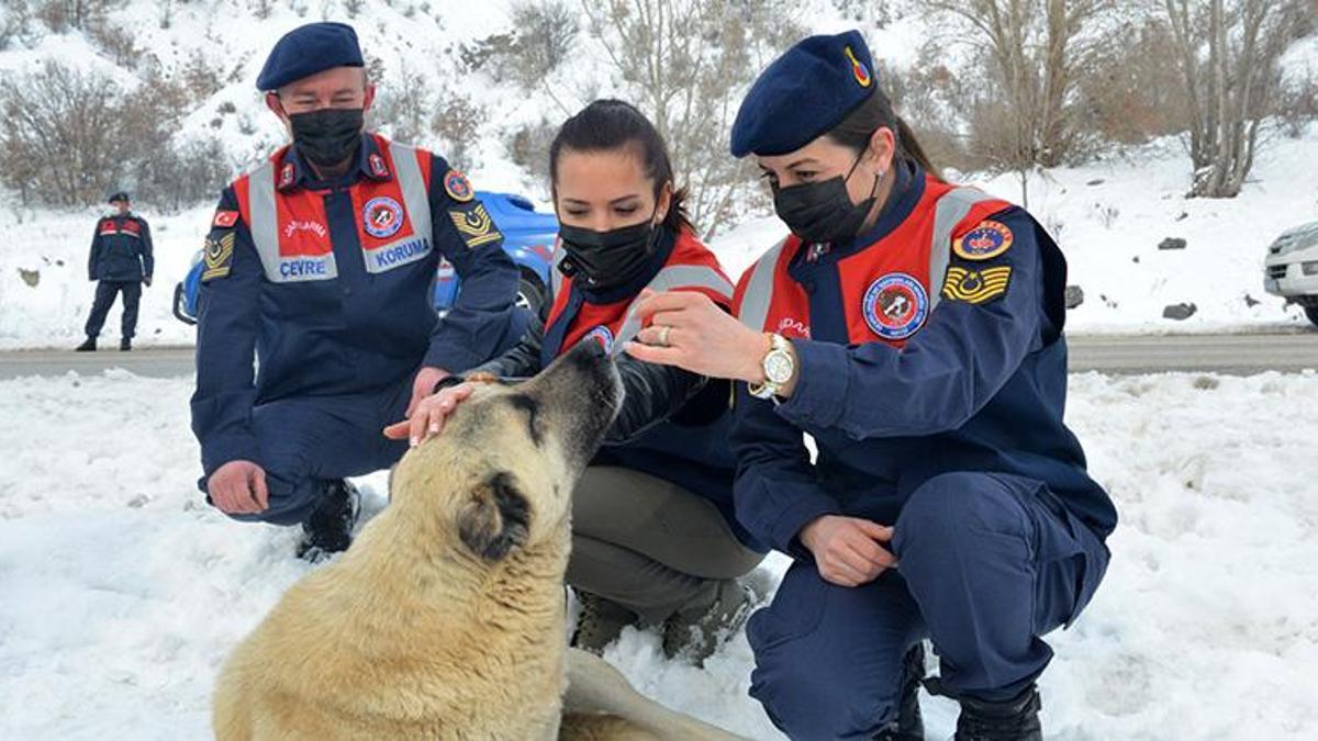'HAYDİ' ile 31 bin 17 ihbara müdahale edildi