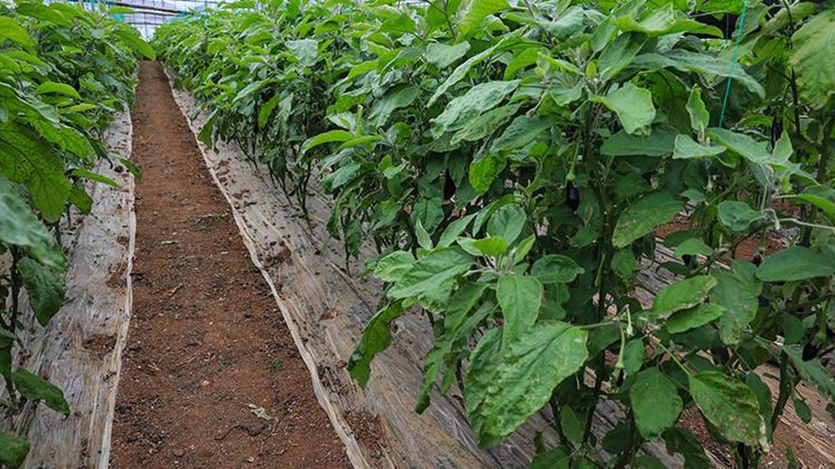 Yüzde 90 verim kaybı yaşandı, en pahalı sebze oldu! Seradan 20 liraya çıkıyor