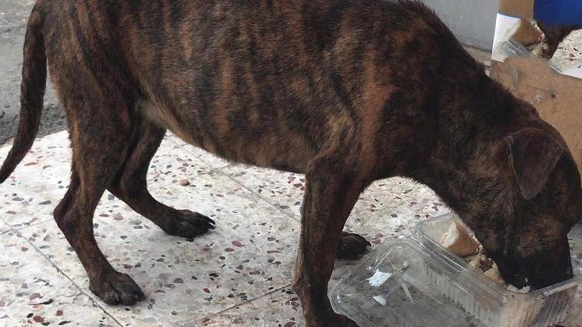 Sokak köpeğine cinsel saldırı iddiası